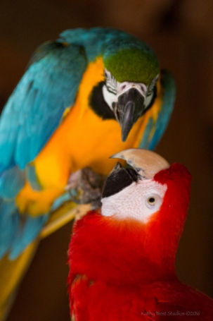 Scarlet Macaw kiss