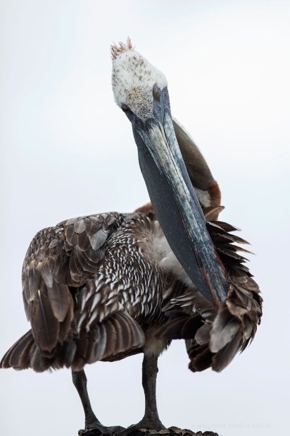 Brown pelican (Pelecanus occidentalis), Galapagos Islands