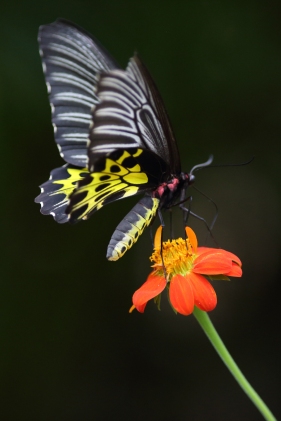Common Birdwing Butterfly, Banteay Shey, Cambodia ©KathyWestStudios