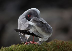 Swallow-tailed gull (Creagrus furcatus), Galapagos Islands