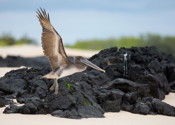 Pelican takeoff, Galapagos Islands ©KathyWestStudios