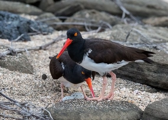 American oystercatchers on nest, Galapagos Islands