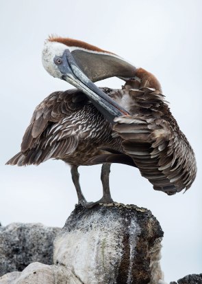 Brown pelican (Pelecanus occidentalis), Galapagos Islands