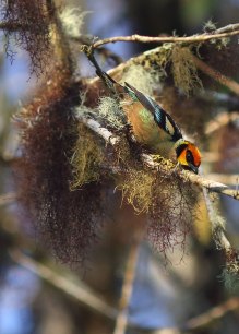 flame-faced tanager (Tangara parzudakii), cloud forest, Ecuador