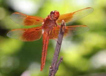 Flame skimmer dragonfly, Davis, California ©KathyWestStudios