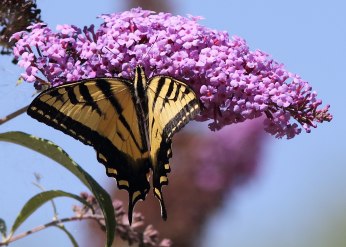 Butterfly and butterfly bush, Davis, California ©KathyWestStudios