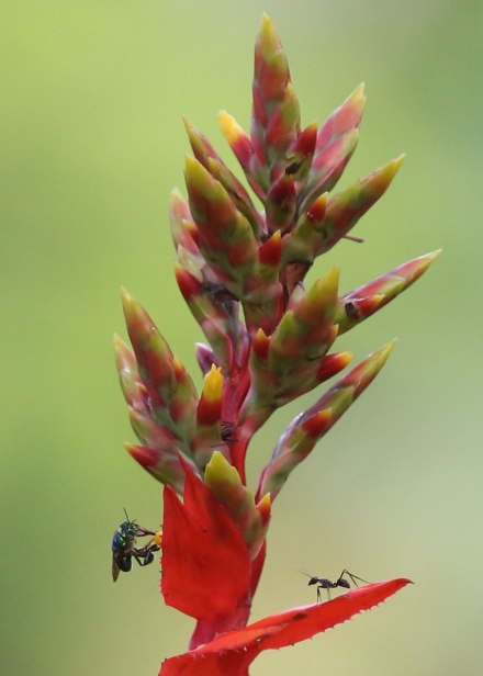 Insect ecosystem, Tiputini Biodiversity Station ©KathyWestStudios