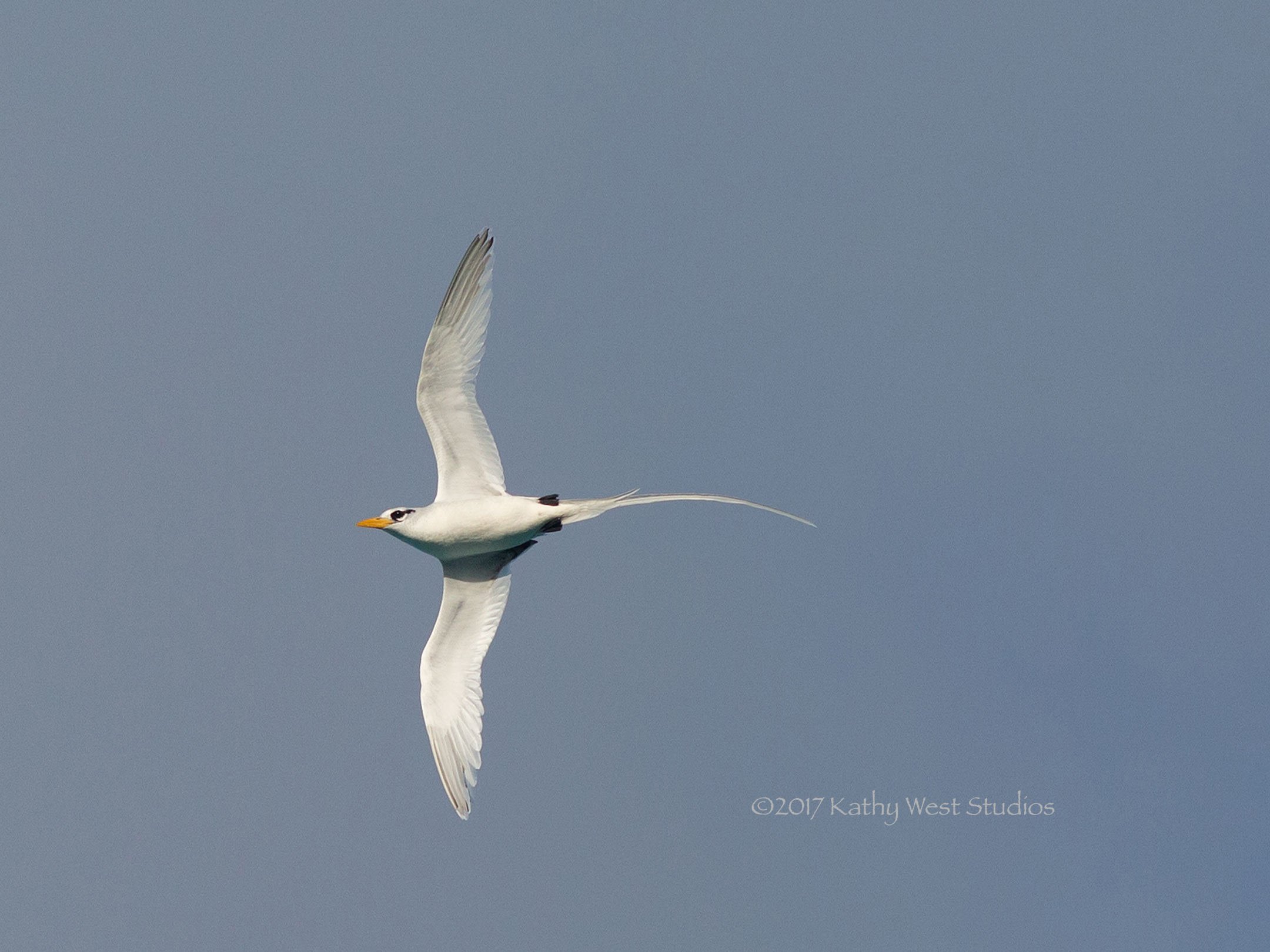 White-tailed tropicbirds
