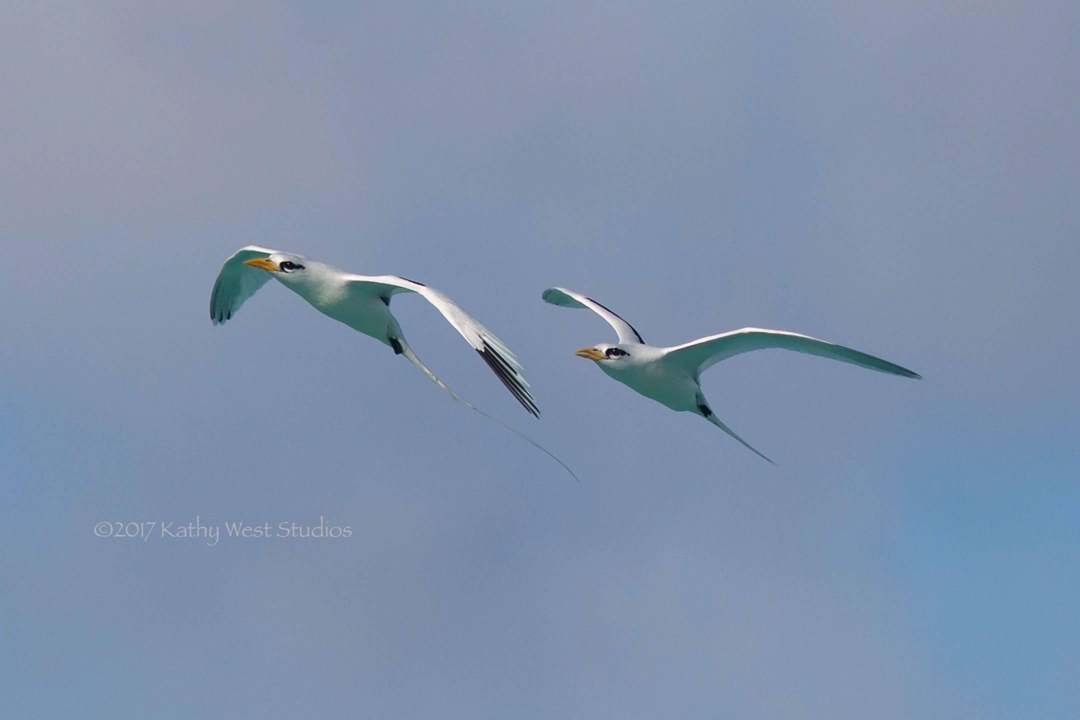 White-tailed tropicbirds