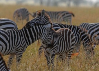 Zebra pair, Tanzania ©KathyWestStudios