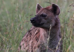 Spotted hyena, Tanzania ©KathyWestStudios
