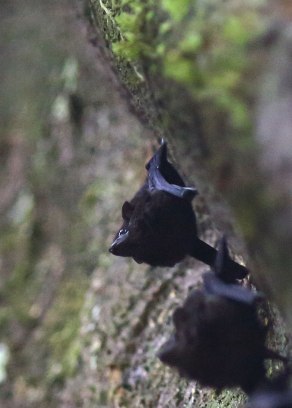 Roosting bats, Tiputini Biodiversity Station ©KathyWestStudios