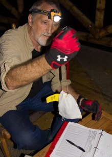 Chiroptologist weighing bat for study ©KathyWestStudios