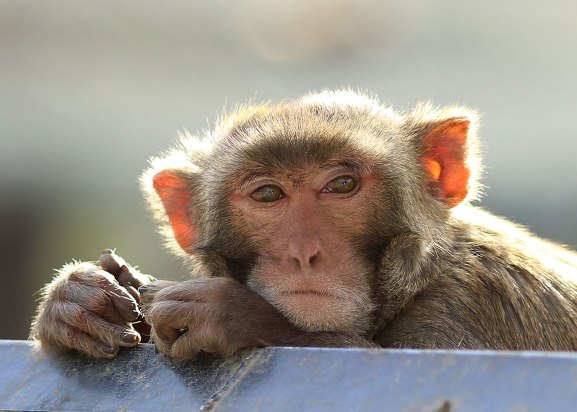 Rhesus monkey male. California National Primate Research Center breeding colony, UC Davis, California. ©KathyWestStudios