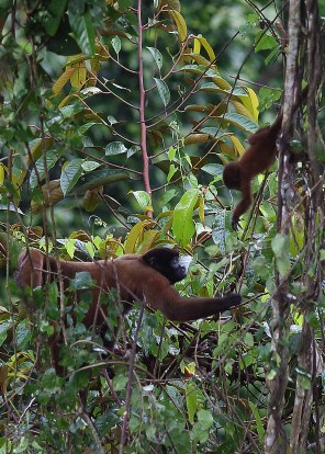Wooley monkey female and infant, Tiputini Biodiversity Station ©KathyWestStudios