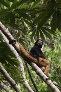 Spider monkey, Tiputini Biodiversity Station ©KathyWestStudios