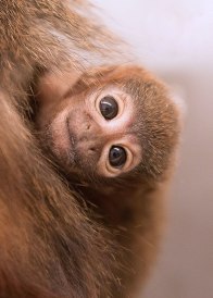 Titi monkey (Callicebus cupreus) 1 month old. Captive. Calif National Primate Research Center-UC Davis ©KathyWestStudios