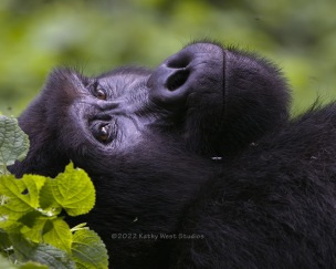 Mountain gorilla (Gorilla beringei beringei) silverback, Katwe family, Bwindi Impenetrable National Park, Uganda