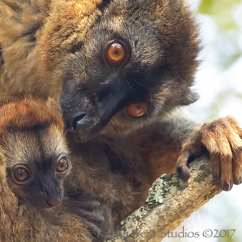 Brown lemur female and infant, Madagascar