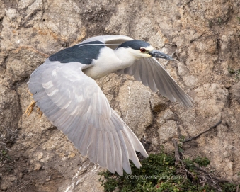 Black crowned night heron (Nycticorax nycticorax) taking stick to nest, Point Lobos, California