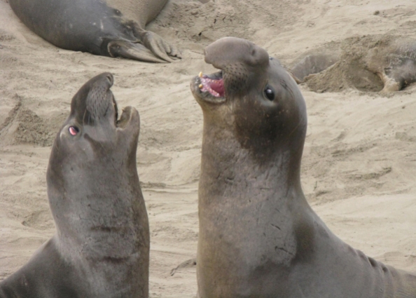Elephant seal juveniles, California ©2010KathyWestStudios