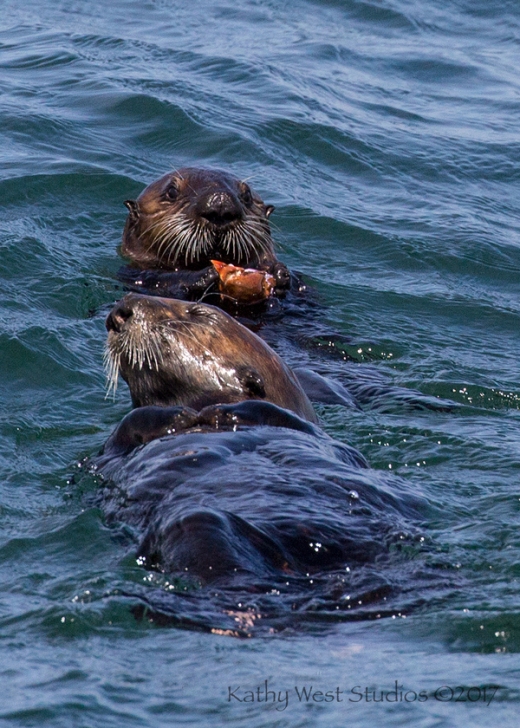 Sea Otter juvenile with pre-cracked crab from mom, Monterey Bay, Kathy West Studios©2017