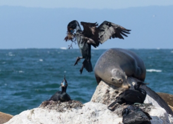Brandt's Cormorant (Phalacrocorax penicillatus) bringing algae for nesting material, Monterey Bay