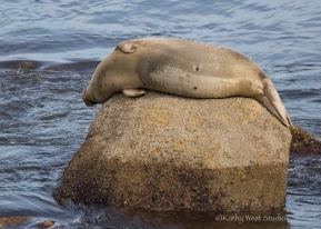 Pregnant Harbor seal(Phoca vitulina) resting, Monterey Bay, Kathy West Studios©2017