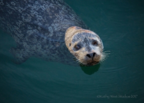 Harbor seal(Phoca vitulina), Monterey Bay, Kathy West Studios©2017