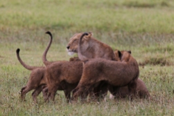 Lioness matriarch greeting cubs