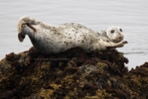 Morning Harbor seal (Phoca vitulina)
