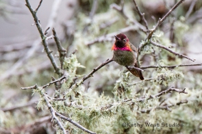 Anna's Hummingbird, California coast, KathyWestStudios_©2019