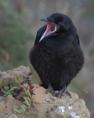 Young raven on Mendocino coast, California